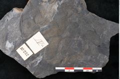 Foto (Detailansicht) von Flabellaria sublongirhachis Ettingshausen (NHMW-GEO-2024-0188-10232)